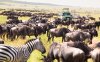 Masai Mara je pokračování Serengeti na Keňském území