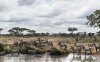 Masai Mara je pokračování Serengeti na Keňském území